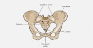 Pelvic-Anatomy-1.jpg
