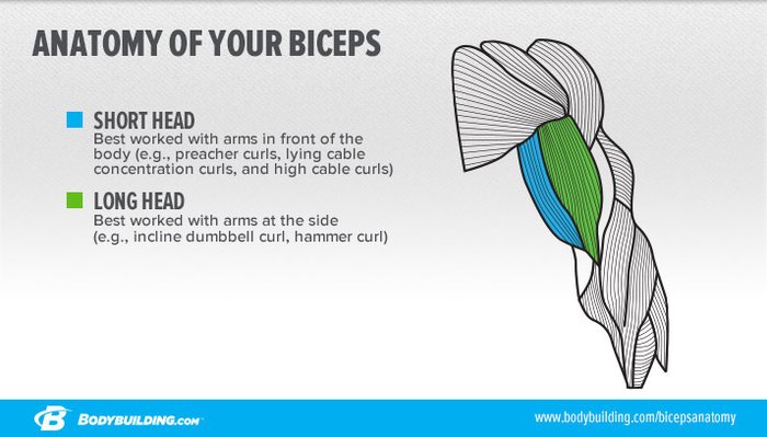 anatomy-of-your-biceps_infographic-1-700xh.jpg