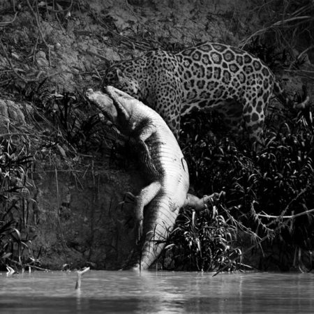Jaguar dragging its prey