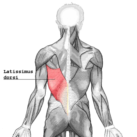 Latissimus dorsi muscle anatomy