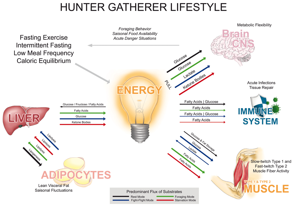 Features of a hunter gatherer lifestyle
