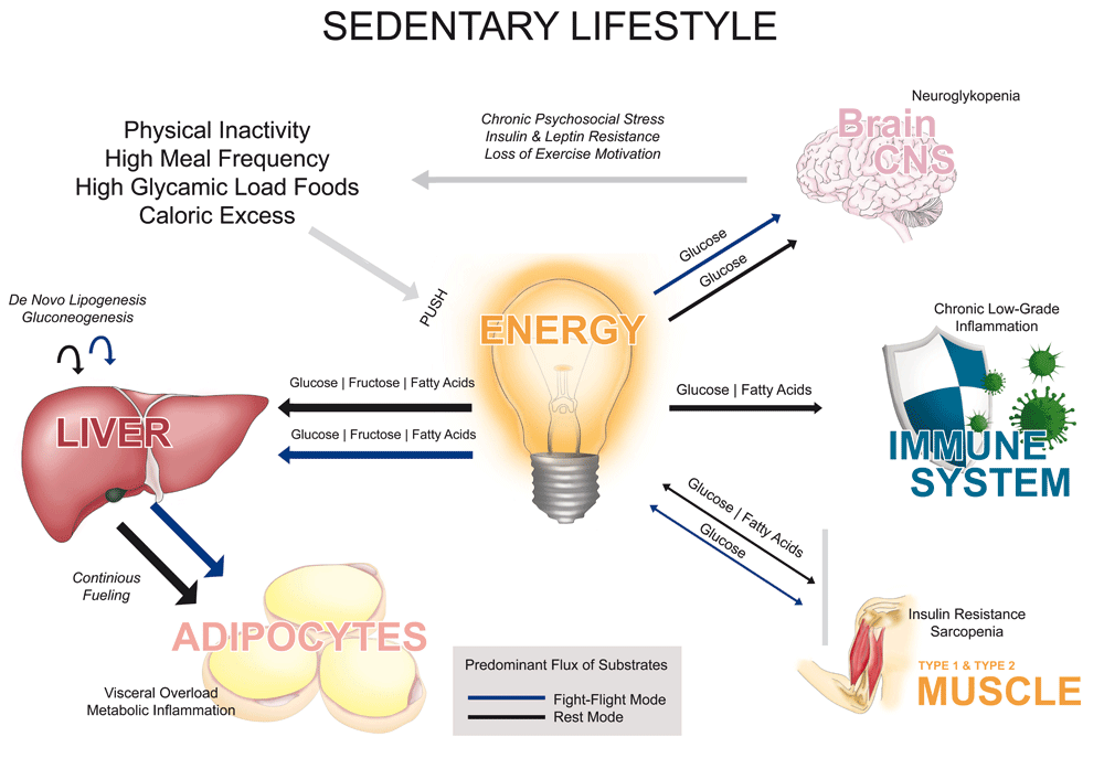 Features of a sedentary lifestyle